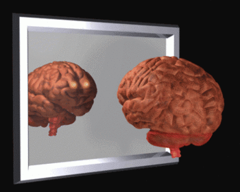 S_120_96_brainmirrorfini-0